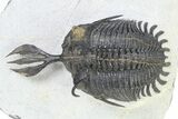 Short Trident Walliserops Trilobite - Timrzit, Morocco #316663-3